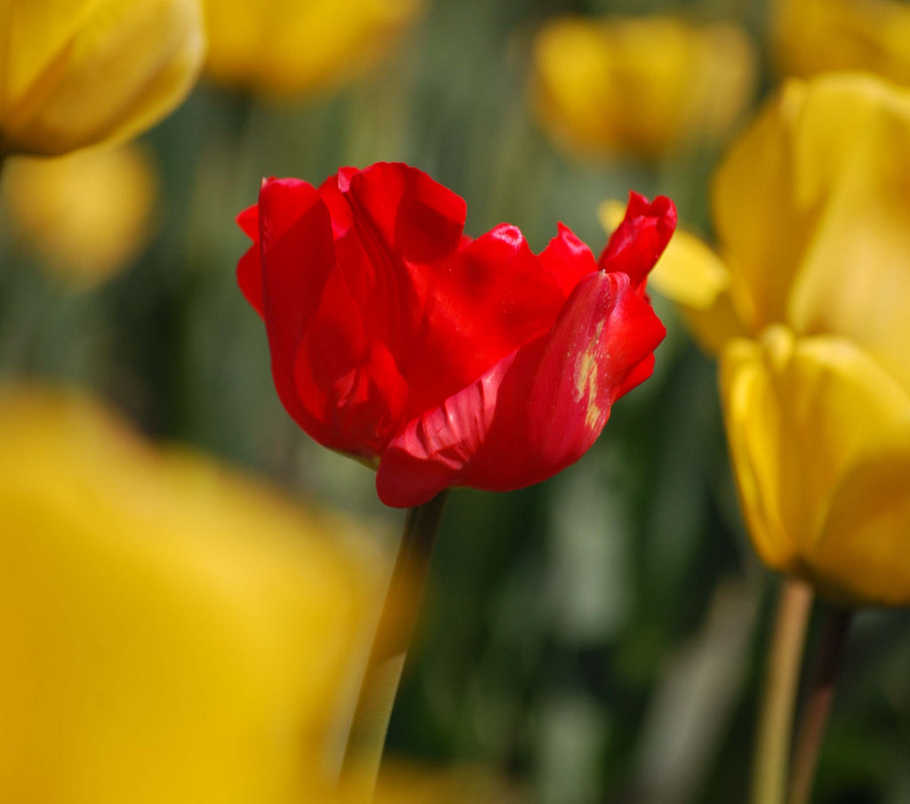 A single red tulip standing in a field of yellow tulips