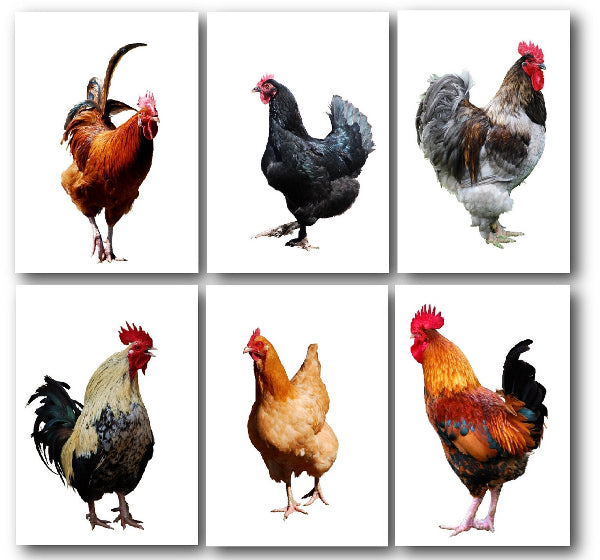 Product image of set of 6 postcards of roosters and chickens on white background