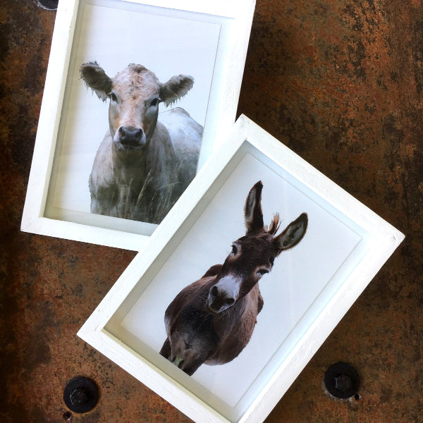 Image of cow and donkey inside of white picture frames on a rustic table