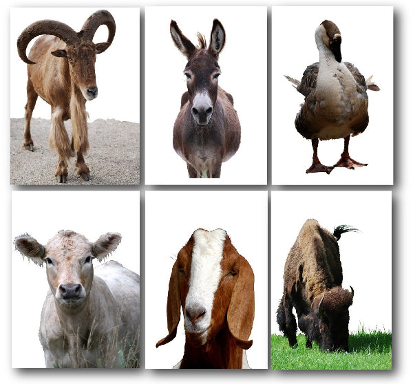 Ranch Friends Photo Animal Post Cards Set of 6