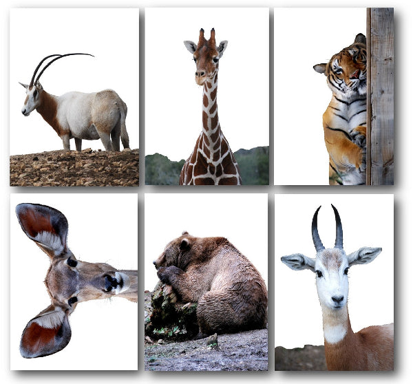 Wild Friends Photo Post Cards Set of 6